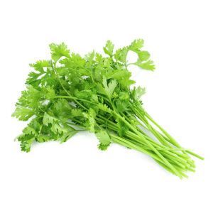 Cilantro