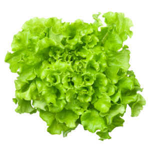 Lechuga Batavia